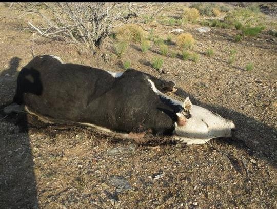 What the BLM really did to Cliven Bundy's cattle