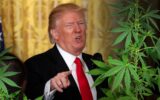 Trump in Favor of States Rights on Marijuana