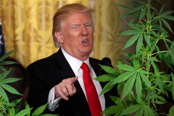 Trump in Favor of States Rights on Marijuana